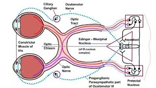 Pupillary Light Reflex Dr Ahmed [upl. by Jameson422]