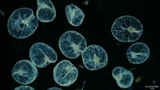 𝙉𝙤𝙘𝙩𝙞𝙡𝙪𝙘𝙖 𝙨𝙘𝙞𝙣𝙩𝙞𝙡𝙡𝙖𝙣𝙨 Macartney Kofoid amp Swezy 1921  Marine Bioluminescent Dinoflagellate [upl. by Nov198]