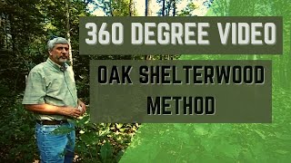 Oak Shelterwood Method 360 Degree Video [upl. by Haslam44]