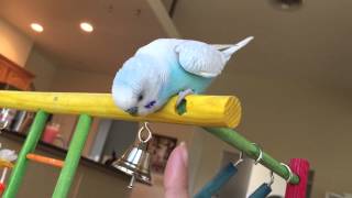 Budgie flaps his wings every time his bell rings Budgie tricks [upl. by Lehsreh]