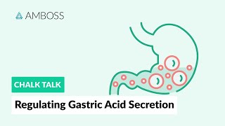 Regulating Gastric Acid Secretion Acetylcholine Gastrin and Histamine [upl. by Garlan]