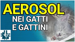 Aereosol nei gatti e gattini come fare [upl. by Henarat]