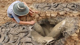 Unique Fishing  Man Catching Giant Catfish In Dry Season [upl. by Anselmi874]