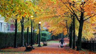 Vancouver BC Fall Foliage 2024 پاییز ونکوور [upl. by Huldah]