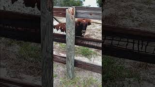 TEXAS LONGHORN FLORIDA FARM LIFE [upl. by Killen]