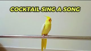 COCKTAIL SING A SONG  COCKTAIL BIRD  🕊️🕊️ COCKTAIL SINGER [upl. by Ryder]