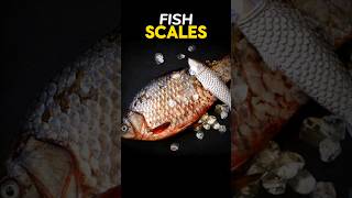 FISH SCALES fishscales scalesfish  EXPLAIN SCALES OF FISHES shortsviraltrending [upl. by Everson]