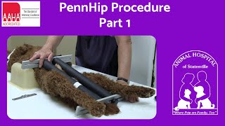 PennHip Procedure Part 1 [upl. by Gerge713]