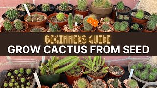 How to Grow Cactus from Seed A beginners guide  cactuscare cactus [upl. by Hackett128]