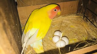 Lutino lovebird Parrots Breeding Progress🥰😘 [upl. by Zilef]