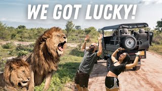 Our EPIC Safari Experience at Kruger National Park [upl. by Gardiner]