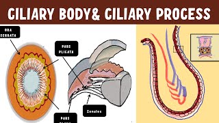 Uveal Anatomy  Ciliary body  Ciliary process ultrastructure [upl. by Eimrej305]