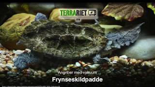 Frynseskildpadde [upl. by Cogan]