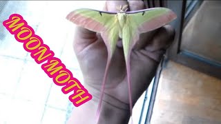 Actias dubernardi  Chinese moon moth PRETTIEST MOTH EVER [upl. by Lanni281]