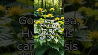 골든씰Goldenseal Hydrastis canadensis의 효능 TOP 3 [upl. by Pris]