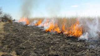 Preserving the Tallgrass Prairie [upl. by Rikki]