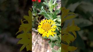 तुम्हाला गलांडा माहीत आहे का Galanda flowers in my garden 🌺🌺 [upl. by Korns]