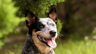 Exploring the Unique Temperament of Australian Cattle Dogs [upl. by Cahan]