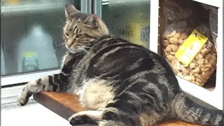 18yearold bodega cat stolen in Queens [upl. by Ahsienel333]