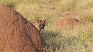 Captivating Wildlife Encounters  Special Moments at Amakhala [upl. by Rovaert420]