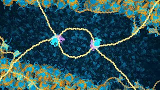 DNA Break Repair by Homologous Recombination 2024 Drew Berry wehitv [upl. by Heisser619]