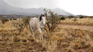 Placitas wild horses New Mexico Video taken on 29th July 2011 [upl. by Cassi685]