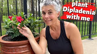 Plant DIPLADENIA With Me 🌺 The Best Flowers for Hot FullSun Areas [upl. by Lasyrc]