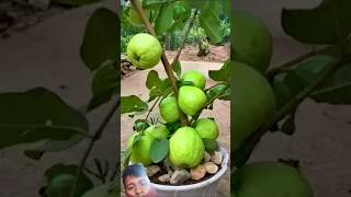 gardening garden harvest diy airlayering propagationguavatree ashishyadavmaghisong fruit [upl. by Orten]