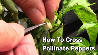 How To Cross Pollinate Pepper Plants To Create A New Type Of Pepper [upl. by Ttayh]