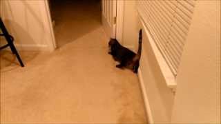 Cat with Vestibular Disease Tries to Walk Gets Frustrated [upl. by Hollister863]