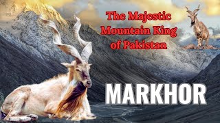 Meet The Majestic Markhor The True King Of The Mountains  Pakistan National Animal [upl. by Yditsahc175]