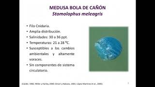 Respuestas bioquímicas al estrés térmico en la medusa bola de cañón Stomolophus meleagris [upl. by Gianina255]