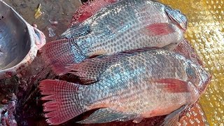 Popular Big Tilapia Fish Cutting Skills In Fish Market  Unique Fish Cutting Skills [upl. by Anaizit]