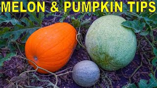 Ill NEVER Grow Watermelons In Raised Beds Again LEARN WHY [upl. by Ailefo]