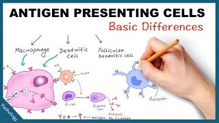 Antigen Presenting Cells  Few basic differences [upl. by Rosaline]