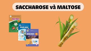 HÓA 12 SACCHAROSE VÀ MALTOSE Sách Cánh Diều Kết Nối Tri Thức Với Cuộc Sống Chân Trời Sáng Tạo [upl. by Leirud]