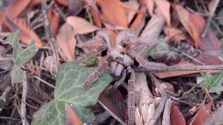 The Horned Tete Mozambique Tarantula [upl. by Ariela639]