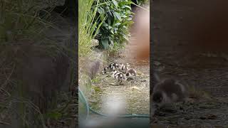 Alopochen aegyptiaca geese goslings [upl. by Backler]