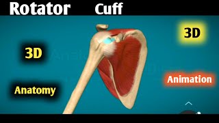 rotator cuff anatomy 3d  rotator cuff muscles  rotator cuff muscles actions animation [upl. by Rahal204]