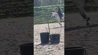 horse equestrian cheval pony evolution dressage horseriding showjumping [upl. by Karleen]