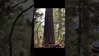 Acord logging McCloud California [upl. by Odrarej360]