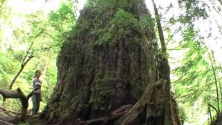 Worlds Largest Douglasfir Tree  The Red Creek Fir [upl. by Bloom]