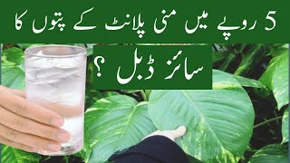 best liquid fertilizer for money plant money plant ke liye khad [upl. by Eletnahs]