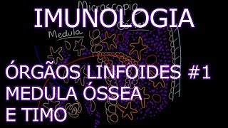 Aula Imunologia  Órgãos Linfoides  Medula Óssea e Timo  Imunologia 4 [upl. by Almeta]