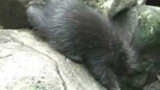 Baby Porcupines Gets Off a Rock  the hard way [upl. by Ttam316]