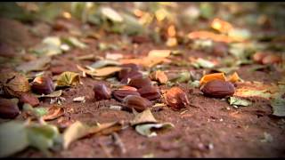 Our Jojoba Farm [upl. by Iggem]