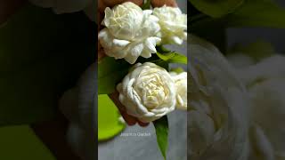 How to Grow Jasmine  Arabian jasmine plant  maximum jasmine flower tips shorts jasmineplant [upl. by Lustick]