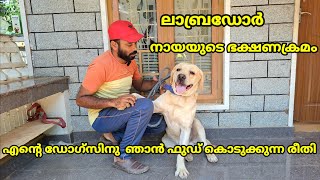 ലാബ്രഡോർ ഡോഗിന്റെ ഭക്ഷണക്രമം  Labrador dog food menu malayalam labrador dogfood kunjansmedia [upl. by Lewap]