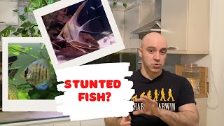 Stunted Fish Why it happens and what to do [upl. by Salohci]