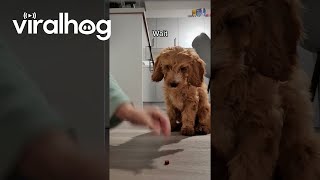 Cockapoo Puppy Is a Quick Learner  ViralHog [upl. by Norramic]